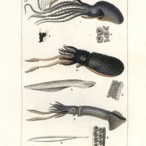 Great Argonaut, Cuttlefish and Flying Squid Print, 1837 Great Argonaut, Cuttlefish and Flying Squid Print, 1837