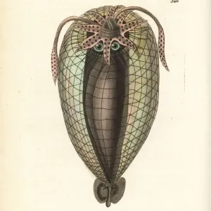 Humboldt Squid Print, 1802 Humboldt Squid Print, 1802