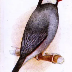 Java Sparrow Print, 1933 Java Sparrow Print, 1933