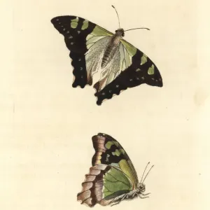 Macleay's Swallowtail Print, 1814 Macleay's Swallowtail Print, 1814