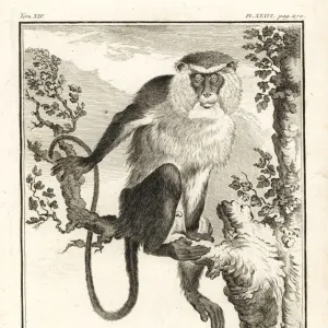 Singe de Mona, Cercopithecus mona Singe de Mona, Cercopithecus mona