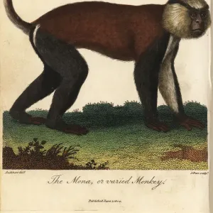Mona ou singe varié, Cercopithecus mona. Mona ou singe varié, Cercopithecus mona.