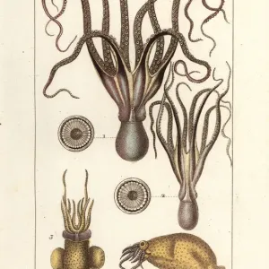 Octopus and Squid Species Print, 1837 Octopus and Squid Species Print, 1837