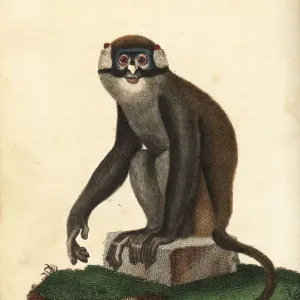 Red-tailed Monkey Print, Cercopithecus ascanius, 1795 Red-tailed Monkey Print, Cercopithecus ascanius, 1795