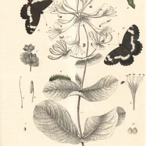 White Admiral Butterfly Print, 1848