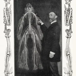 Anatomical Study: Nervous System, 1906 Print Anatomical Study: Nervous System, 1906 Print