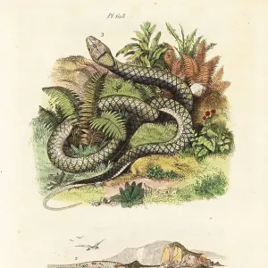 Papierfischschale und Amethystpython Papierfischschale und Amethystpython