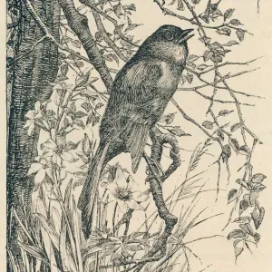 Nightingale Singing Print: A Bird in Song Nightingale Singing Print: A Bird in Song