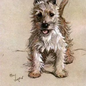 Norwich Terrier Print, Standing, 1928 Norwich Terrier Print, Standing, 1928