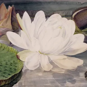 Water Lily Print, c. mid-1800s, Natural History Museum Water Lily Print, c. mid-1800s, Natural History Museum