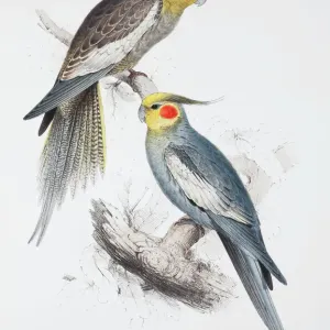 Cockatiel Print, Hand Coloured Lithograph (1832) Cockatiel Print, Hand Coloured Lithograph (1832)