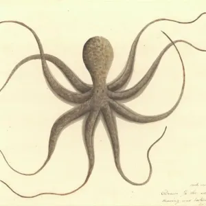 Octopus Watercolour 401 Print, Watling Collection Octopus Watercolour 401 Print, Watling Collection