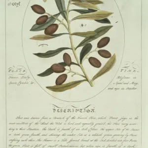Olea sp. Olive Print Plate 75, Botanicum Medicinale (1759)