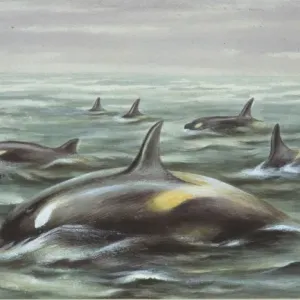 Orcinus orca gladiator, orca gladiateur. Orcinus orca gladiator, orca gladiateur.