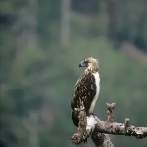 Aigle mangouste philippin Aigle mangouste philippin