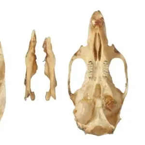 Phyllotis chacoensis Phyllotis chacoensis