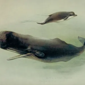 Sperm Whale and Northern Bottlenose Whale Print, 1920-21 Sperm Whale and Northern Bottlenose Whale Print, 1920-21