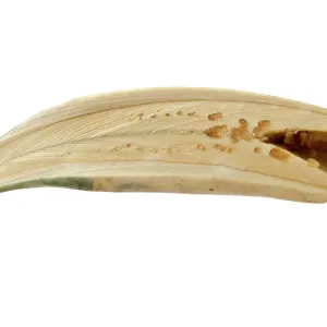 Sperm Whale Tooth Print, Physeter macrocephalus Sperm Whale Tooth Print, Physeter macrocephalus