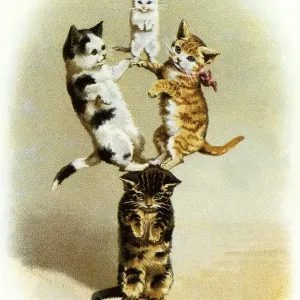 : Katzen