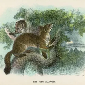 Pine Marten Print in Tree Pine Marten Print in Tree