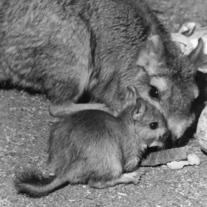 Viscacha delle Pianure Viscacha delle Pianure