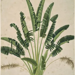 Plant Illustration Plate 916, John Reeves Collection Print Plant Illustration Plate 916, John Reeves Collection Print