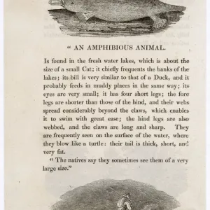 Print of Platypus (Bewick) ORNITHORHYNCHUS ANATINUS, an early engraving Print of Platypus (Bewick) ORNITHORHYNCHUS ANATINUS, an early engraving
