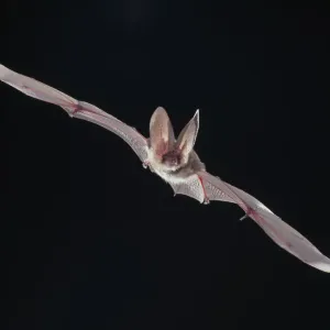 Plecotus sp. Long-eared Bat in Flight Print Plecotus sp. Long-eared Bat in Flight Print