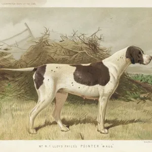 Classic Pointer Print Classic Pointer Print