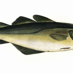 1864 Print of Pollachius pollachius, the Atlantic Pollock 1864 Print of Pollachius pollachius, the Atlantic Pollock