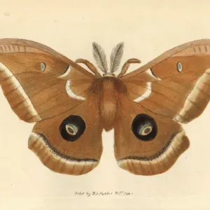 Polyphemus Moth Print, 1798 Polyphemus Moth Print, 1798