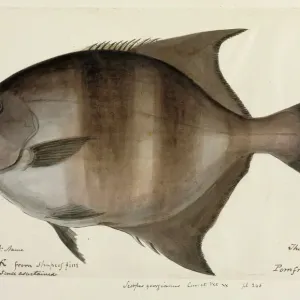 Pomfret Print from King Georges Sound Illustration, 1839-42 Pomfret Print from King Georges Sound Illustration, 1839-42