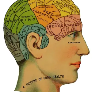 Phrenological Head Print: Anatomical Illustration of the Human Brain Phrenological Head Print: Anatomical Illustration of the Human Brain