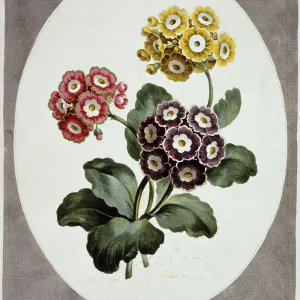 Primula auricula Print, 1795, Botany Library Primula auricula Print, 1795, Botany Library