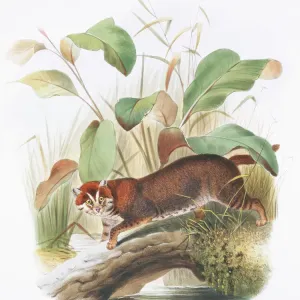 Flachkopfkatze