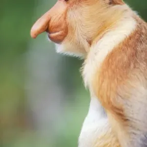 Proboscis Monkey Print Proboscis Monkey Print