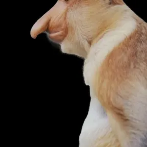 Proboscis Monkey Print - Side View Facial Portrait Proboscis Monkey Print - Side View Facial Portrait