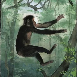 Proconsul africanus Print - Miocene Era Primate Illustration Proconsul africanus Print - Miocene Era Primate Illustration