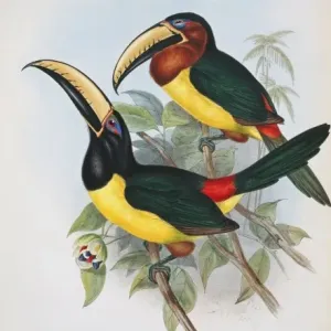 Print of Pteroglossus inscriptus humboldti, lettered aracari Print of Pteroglossus inscriptus humboldti, lettered aracari