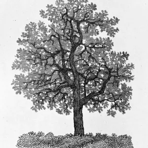 18th Century Print of Oak Tree, 1786 18th Century Print of Oak Tree, 1786