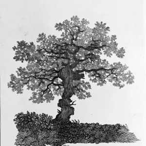 Pollard Oak Print, 1786 Pollard Oak Print, 1786