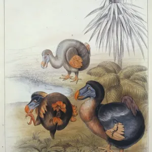 Raphus cucullatus, dodo Print from Memoirs on the Dodo, 1866 Raphus cucullatus, dodo Print from Memoirs on the Dodo, 1866