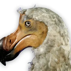Mounted Specimen of the Dodo Print (Raphus cucullatus) Mounted Specimen of the Dodo Print (Raphus cucullatus)