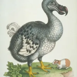 Hand-Coloured Dodo Print (1760) Hand-Coloured Dodo Print (1760)