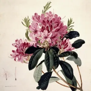 Rhododendron Watercolour Print, 1805 Rhododendron Watercolour Print, 1805