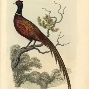 Handcolored Copperplate Print of Ring Pheasant, 1821
