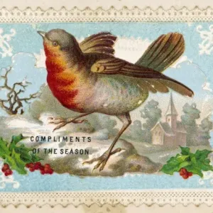 Robin in Winter Print Robin in Winter Print