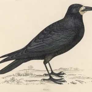 Rook Print, Corvus frugilegus bird Rook Print, Corvus frugilegus bird