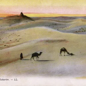 The Sahara Desert Print - Camels and Bedouin, circa 1915 The Sahara Desert Print - Camels and Bedouin, circa 1915