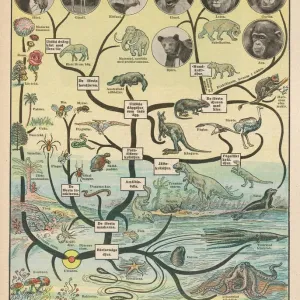 Evolutionary Timeline Print: From Single Cell to Giraffe Evolutionary Timeline Print: From Single Cell to Giraffe